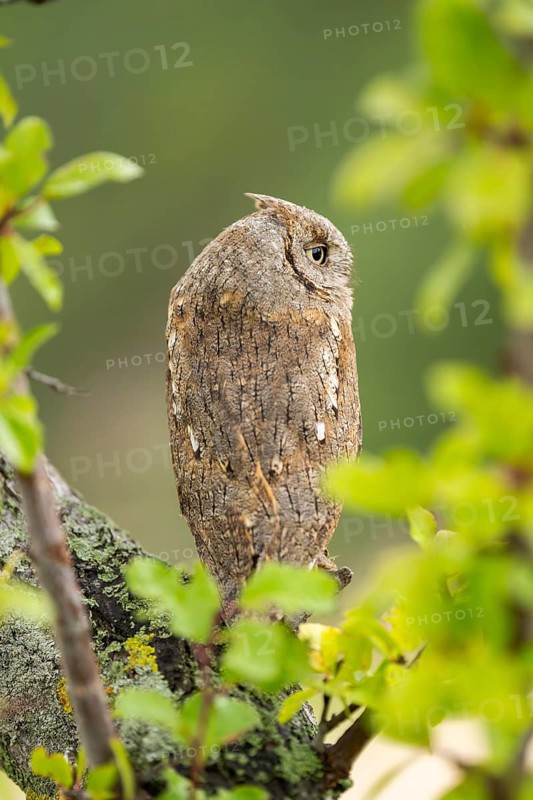 Eastern screech owl (Megascops asio) or Eastern screech-owl, captive, sitting on a branch, Pyrenees, Catalonia, Spain, Europe