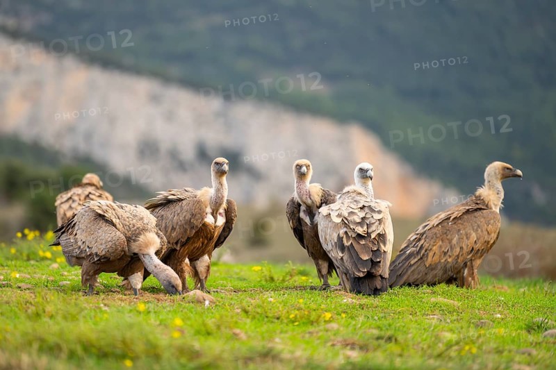 Gathering of griffon vultures (Gyps fulvus) at a flowering meadow in autumn, Pyrenees, Catalonia, Spain, Europe