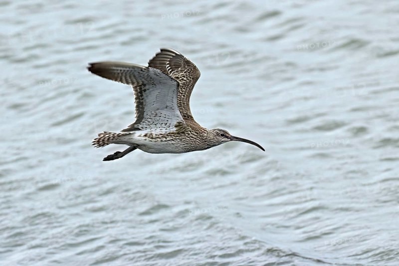Eurasian curlew (Numenius arquata), in flight over the sea, Texel, West Frisian Islands, province of North Holland, Netherlands