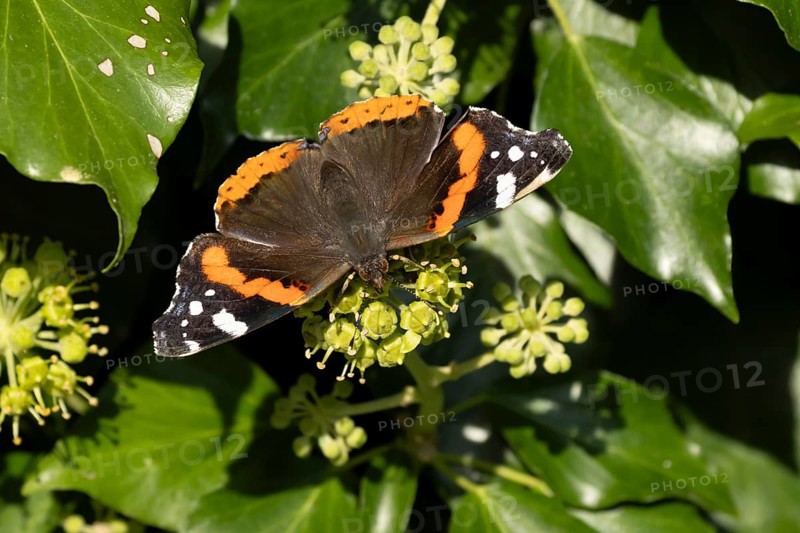 Red admiral butterfly (Vanessa atalanta) adult insect feeding on a garden Ivy (Hedera helix) plant flowers in the autumn, England, United Kingdom, Europe