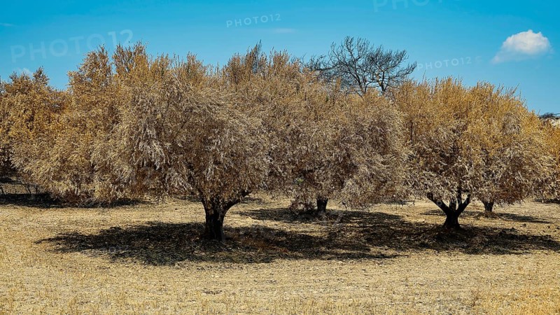 Burnt trees in a meadow under a clear sky, landscape characterised by drought and summer, forest fires, summer 2023, forest fire damage, Kiotari, Rhodes, Dodecanese, Greek Islands, Greece, Europe
