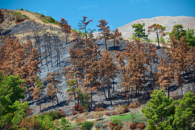 Burnt trees cover a hillside in the middle of nature, forest fires, summer 2023, forest fire damage, Lardos-Laerma road, Rhodes, Dodecanese, Greek Islands, Greece, Europe