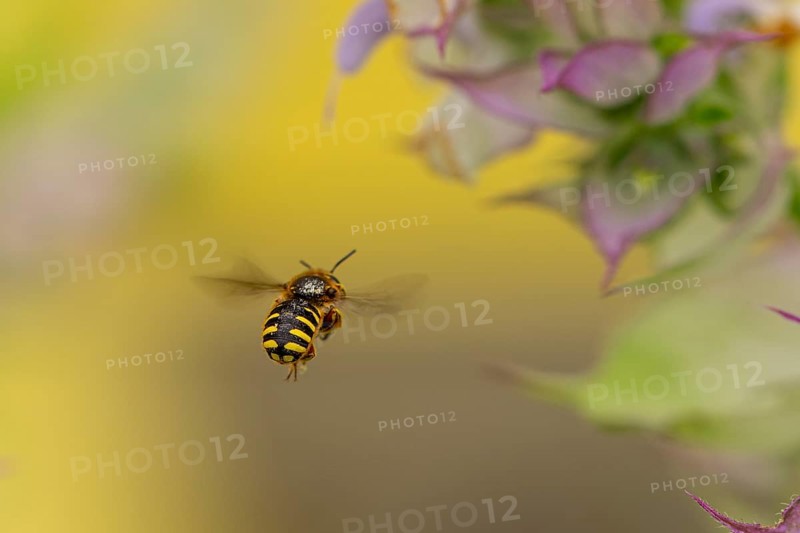 Bee (Apiformes) flying near petals of clary (Salvia sclarea), Ternitz, Lower Austria, Austria, Europe