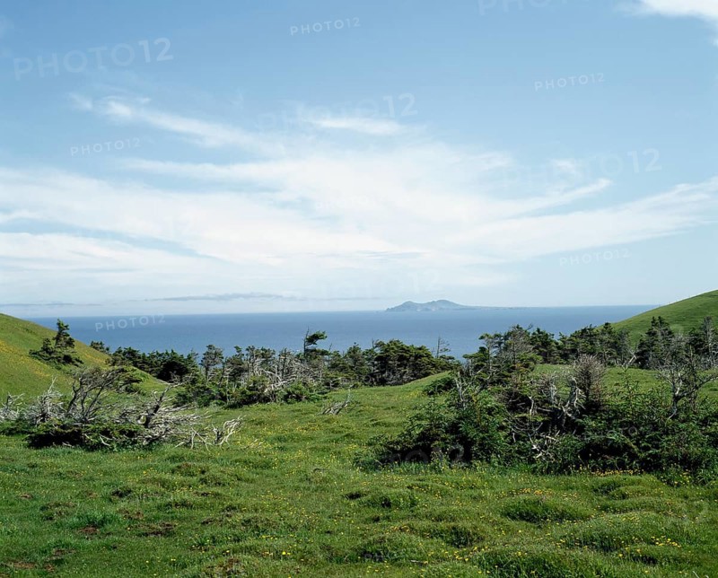 Evergreen trees growing in grassy field in summer, Havre-aux-Maisons, Magdalen Islands, Quebec, Canada, North America