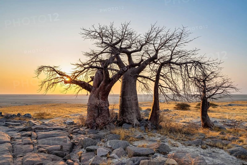 African baobab (Adansonia digitata), several trees at sunrise, sun star, Kubu Island (Lekubu), Sowa Pan, Makgadikgadi salt pans, Botswana, Africa