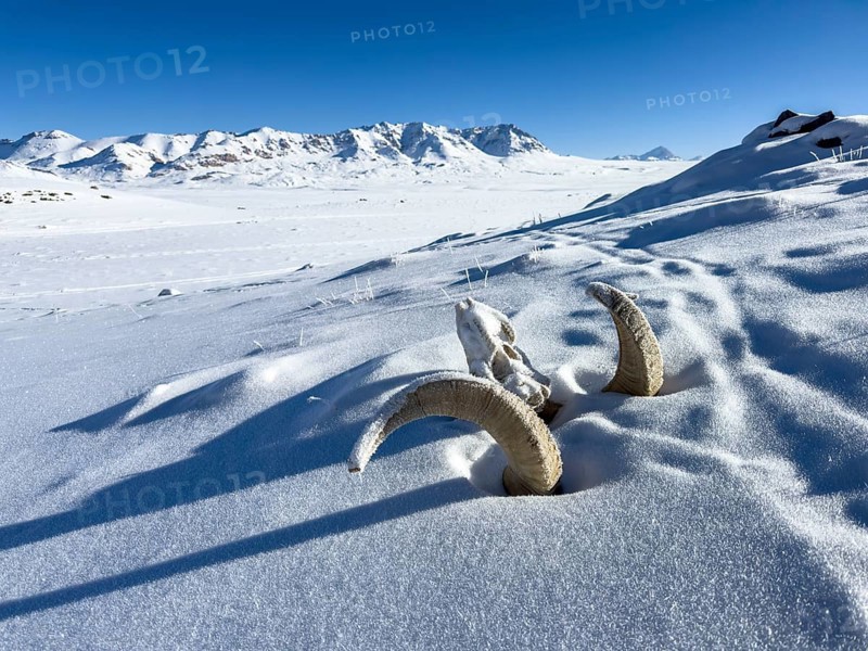Skull of a Marco Polo sheep (Ovis ammon polii), Pamir-Argali, Pamir wild sheep, Pamir plateau, Gorno-Badakhshan province, Tajikistan, Central Asia, Asia