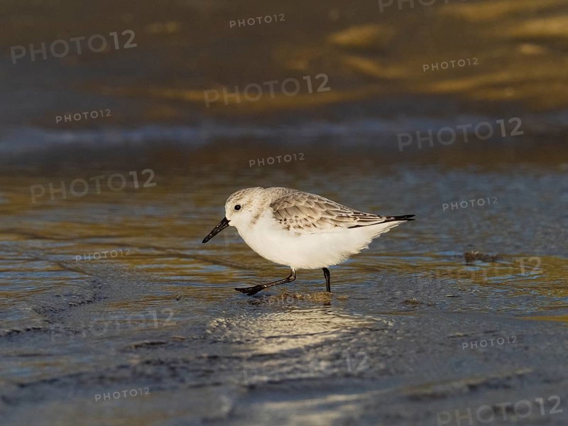 Sanderling (Calidris alba), walking through shallow sea water at low tide, exposed in late evening sunlight, island of Texel, Holland