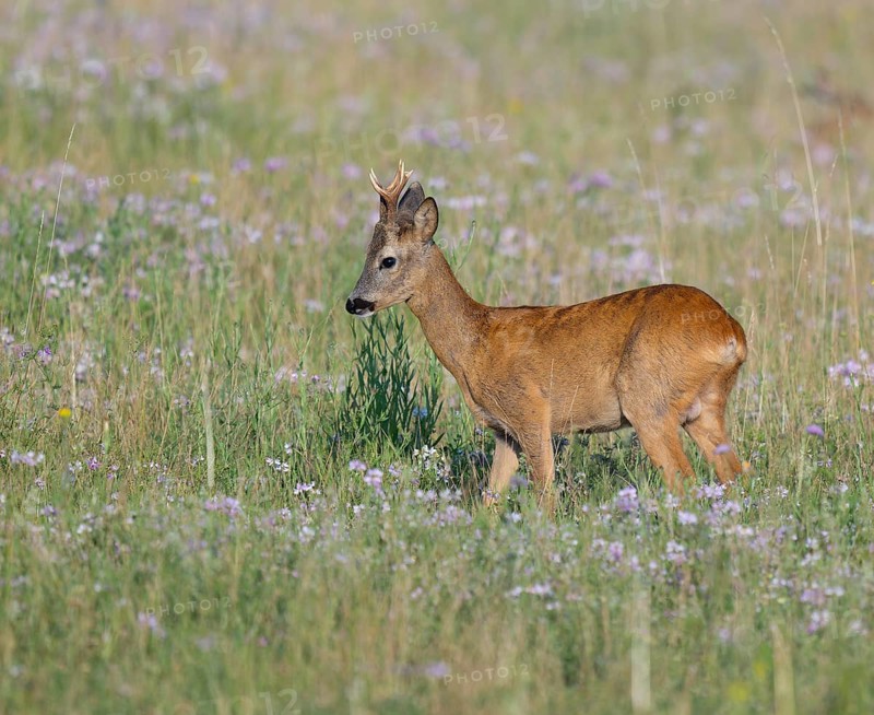 Roe deer (Capreolus capreolus), roebuck standing in a meadow with clover (Trifolium), wildlife, Thuringia, Germany, Europe