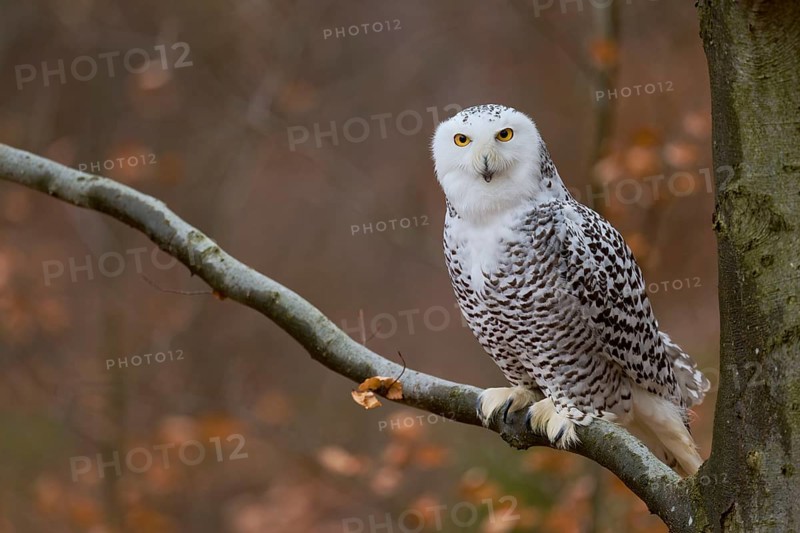 Snowy owl on branch (Bubo scandiacus) captive, Czech Republic, Europe