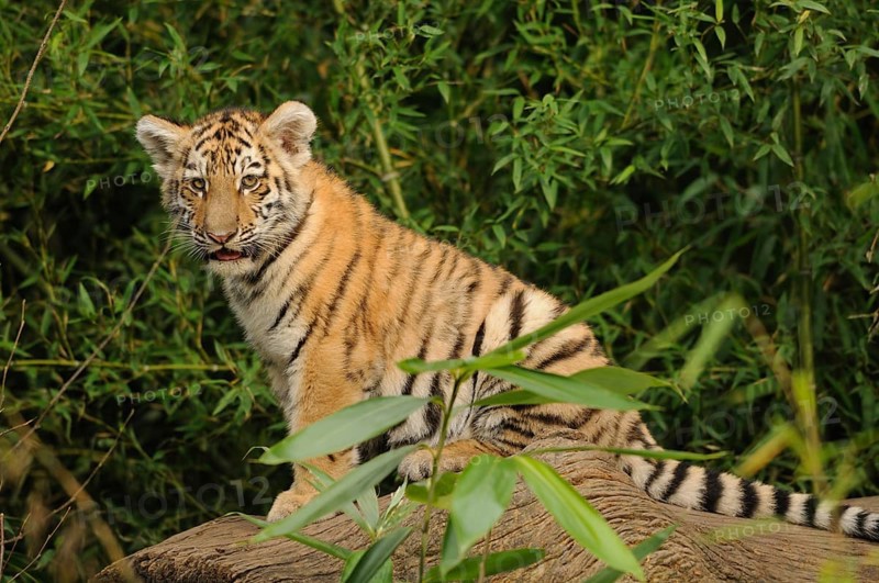 A tiger cub sitting on a tree trunk surrounded by bamboo, Siberian tiger (Panthera tigris altaica), captive, occurring in Russia, North Korea and China