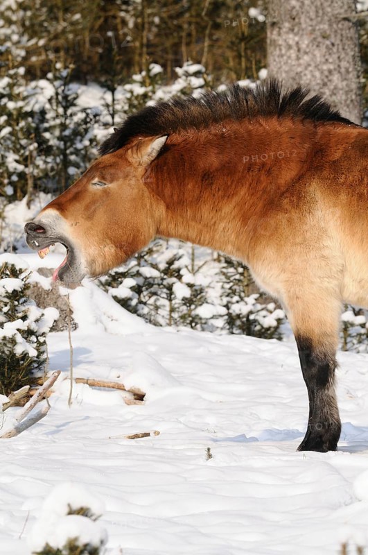 Przewalski's horse yawning in the snowy forest, showing teeth, natural environment, Przewalski's horse (Equus ferus przewalskii), Bavarian Forest National Park