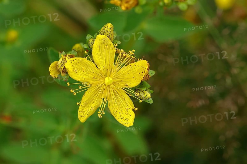 Common St John's wort (Hypericum perforatum), spotted St John's wort or common St John's wort (Hypericum perforatum), medicinal plant, flowering, Wilnsdorf, North Rhine-Westphalia, Germany, Europe
