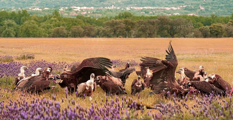 Cinereous vulture (Aegypius monachus) and griffon vulture (Gyps fulvus) at Luderplatz, Castilla y Leon, Spain, Europe