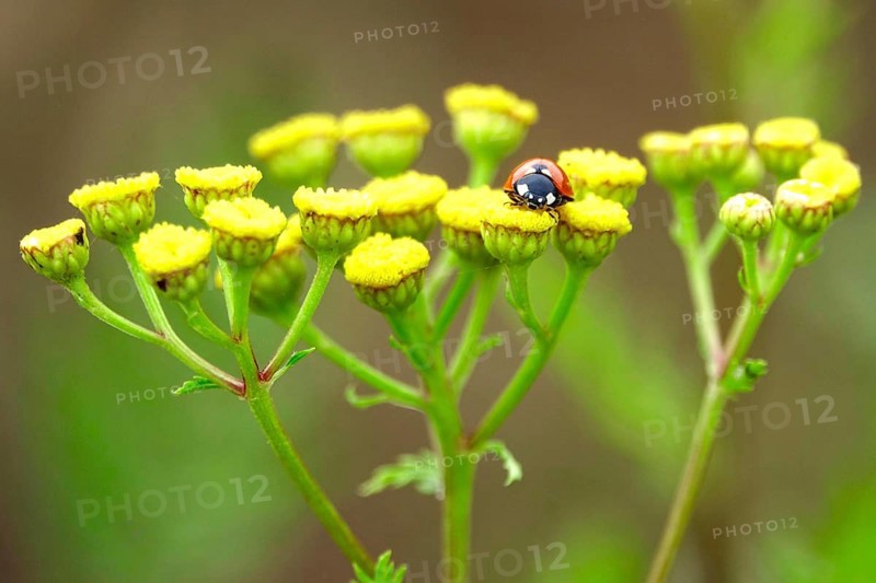 Ladybird (Coccinellidae), July, Germany, Europe