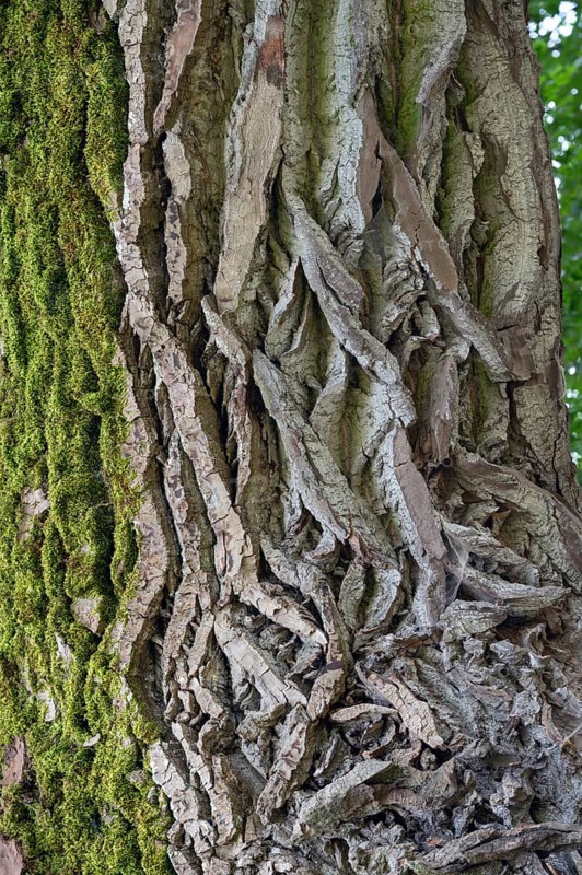Bark of a black poplar (Populus nigra), close up, Bayer, Germany, Europe