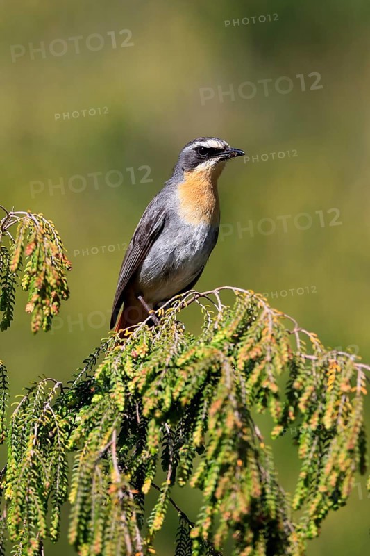Cossypha caffra, adult, on bush, vigilant, Protea, Kirstenbosch Botanical Gardens, Cape Town, South Africa, Africa