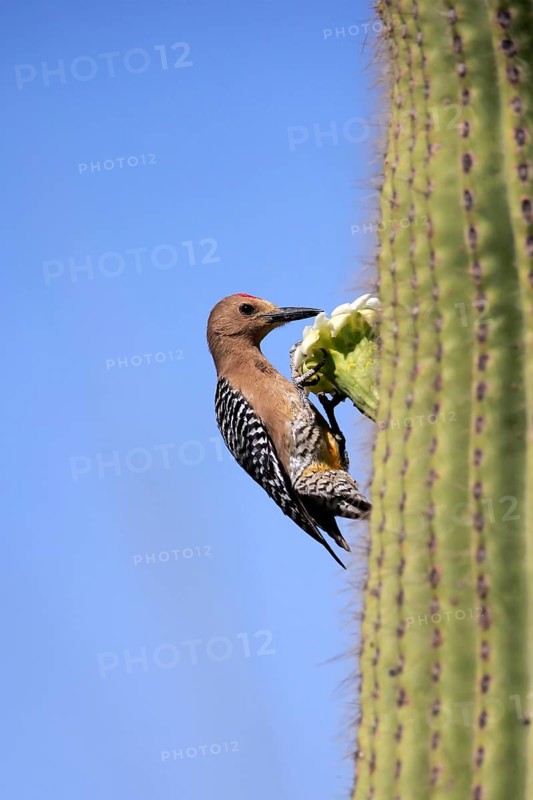 Gila woodpecker (Melanerpes uropygialis), adult, male, on Saguaro cactus flower, foraging, Sonoran Desert, Arizona, North America, USA, North America