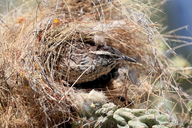 Cactus wren (Campylorhynchus brunneicapillus), adult, on cactus, in nest, looking out of nest, portrait, breeding, Sonoran Desert, Arizona, North America, USA, North America