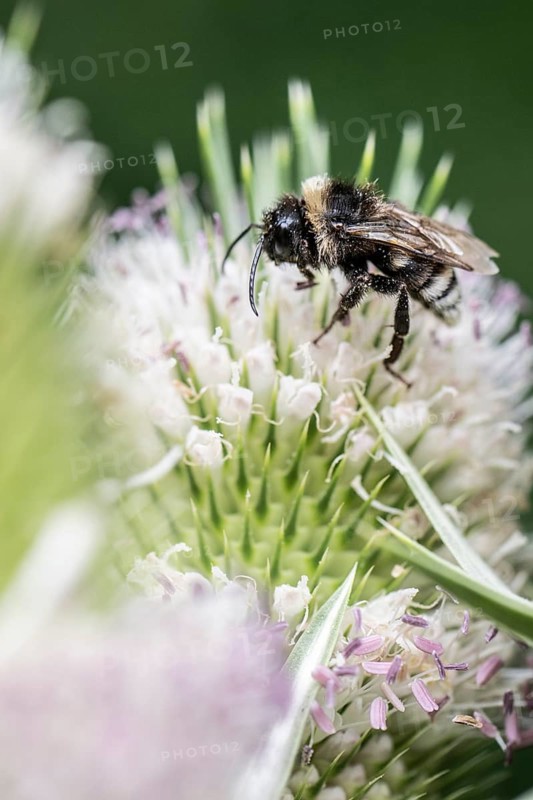 Shrill carder bee (Bombus sylvarum) on teasel (Dipsacus sylvestris), Emsland, Lower Saxony, Germany, Europe