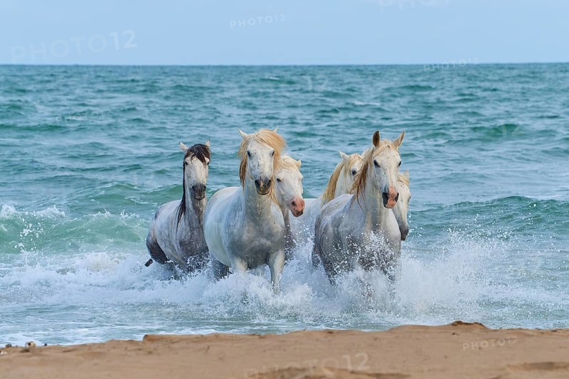White Camargue horses galloping through the surf on the beach, dynamic and powerful scene, Camargue, France, Europe