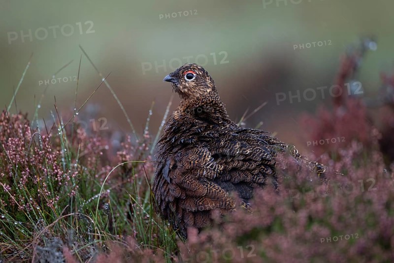 Red Grouse (Lagopus lagopus scotica) in the Highlands, Scotland, Great Britain