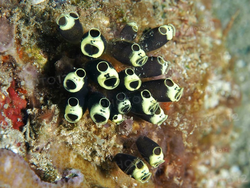 Group of black and white sea squirts, robust sea squirt, club sea squirt (Clavelina robusta), in a tropical reef, dive site Twin Reef, Penyapangan, Bali, Indonesia, Asia
