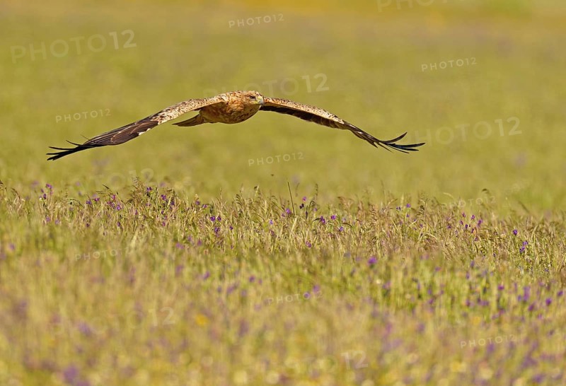 Young Spanish imperial eagle (Aquila adalberti), in flight, early morning, central Spanish steppe, Castilla-La Mancha, Spain, Europe