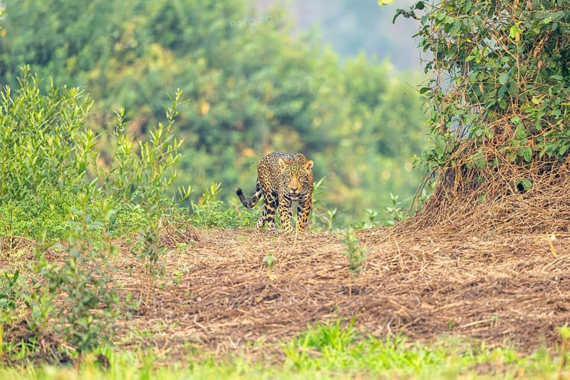 Jaguar (Panthera onca), running on the bank, North Pantanal, Corumbá, Paiaguás, Mato Grosso do Sul, Brazil, South America