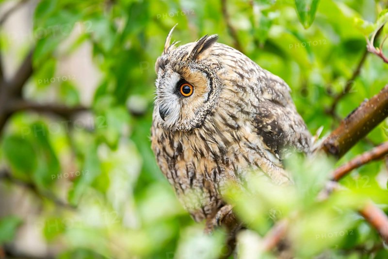 Long-eared owl (Asio otus), or lesser horned owl, sitting on a branch, captive, Pyrenees, Catalonia, Spain, Europe