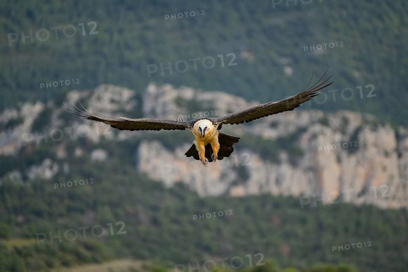 Bearded Vulture (Gypaetus barbatus) adult bird in flight with mountains in the backround, Pyrenees, Lleida, Spain, Europe