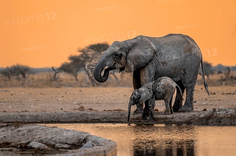 African elephant (Loxodonta africana), mother with young, drinking at a waterhole, at sunset, Nxai Pan National Park, Botswana, Africa
