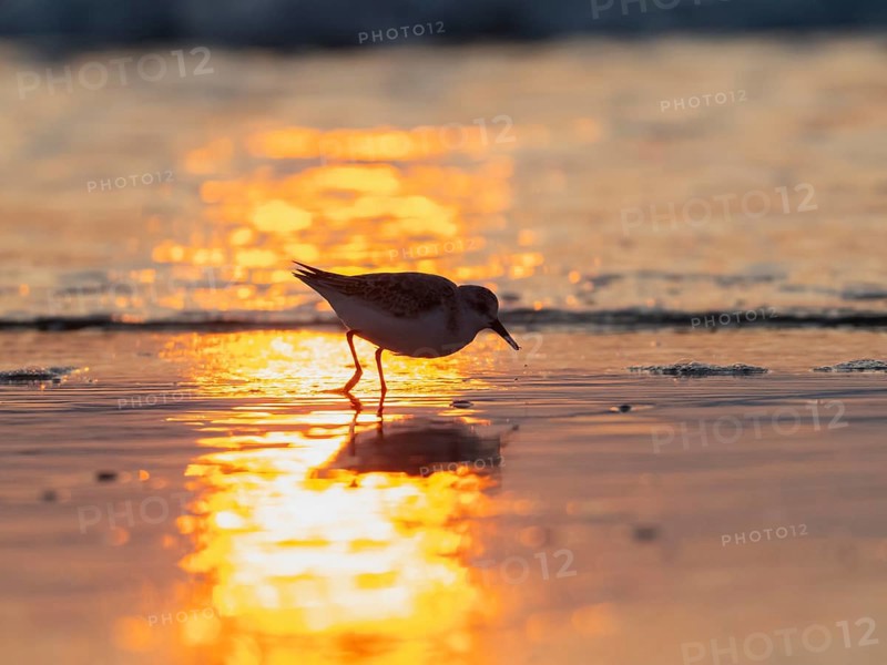 Sanderling (Calidris alba), appearing as silhouette, foraging for food at low tide at the edge of the beach, the setting sun is reflected in the sea, island of Texel, Holland