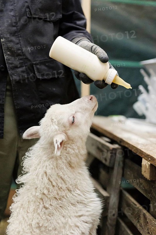 Rearing of moorland sheep on the North Sea island of Borkum, 18/05/2024. Shepherd with a milk bottle for the lamb
