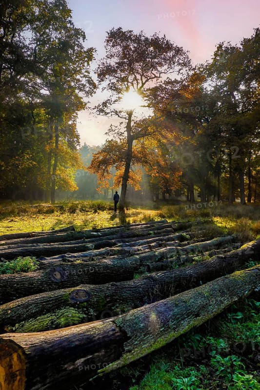 Surreal light warm light of afternoon sun in autumn creates melancholic mood shines on in the centre of the picture lonely person stands under tree in clearing, Dülmener Wildpark, Dülmen, North Rhine-Westphalia, Germany, Europe