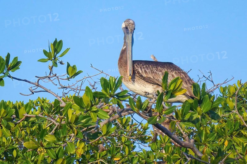 Brown pelican (Pelecanus occidentalis) Brown pelican sitting on bush of Red mangrove (Rhizophora mangle) mangrove tree in Caribbean Sea Caribbean, Leeward Islands, Netherlands Antilles, ABC Islands ABC Islands, Curaçao Curacao