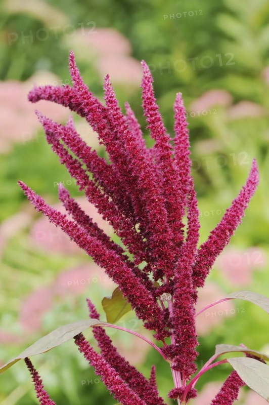 Weeping amaranth (Amaranthus hypochondriacus) flowering, ornamental plant, North Rhine-Westphalia, Germany, Europe