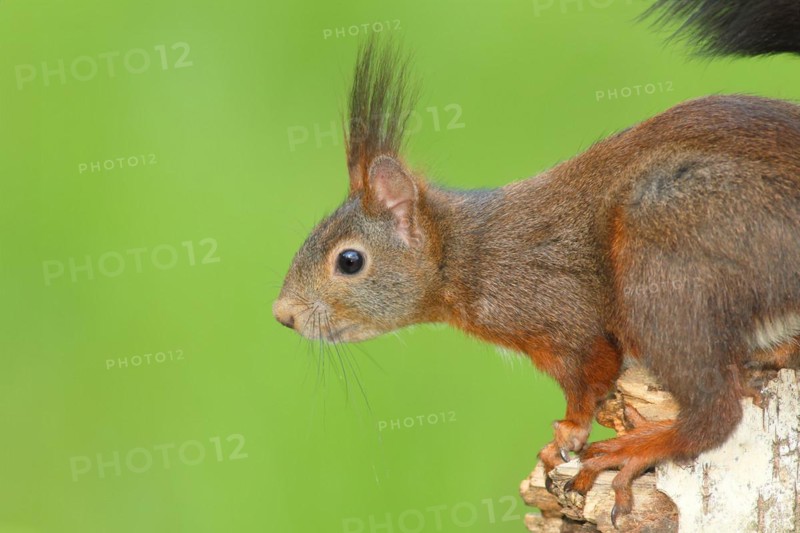 Eurasian red squirrel (Sciurus vulgaris) adult, dark morph, head portrait, mammal, wildlife, Siegerland, North Rhine-Westphalia, Germany, Europe