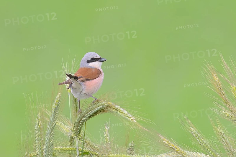 Red-backed shrike (Lanius collurio), male sitting in a grain field, barley (Hordeum vulgare), wildlife, animals, shrike, HANSAG, Lake Neusiedl, Burgenland, Austria, Europe