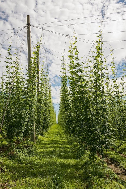 Village and hop gardens, hop growing, hop plantation, Neukirch, near Tettnang, behind the Swiss Alps, Upper Swabia, Lake Constance, Baden-Württemberg, Germany, Europe