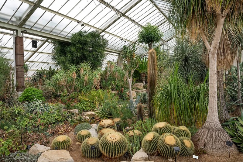 A collection of cacti and other desert plants in a greenhouse, Princess of Wales Conservatory, Royal Botanic Gardens (Kew Gardens), UNESCO World Heritage Site, Kew, Greater London, England, United Kingdom, Europe