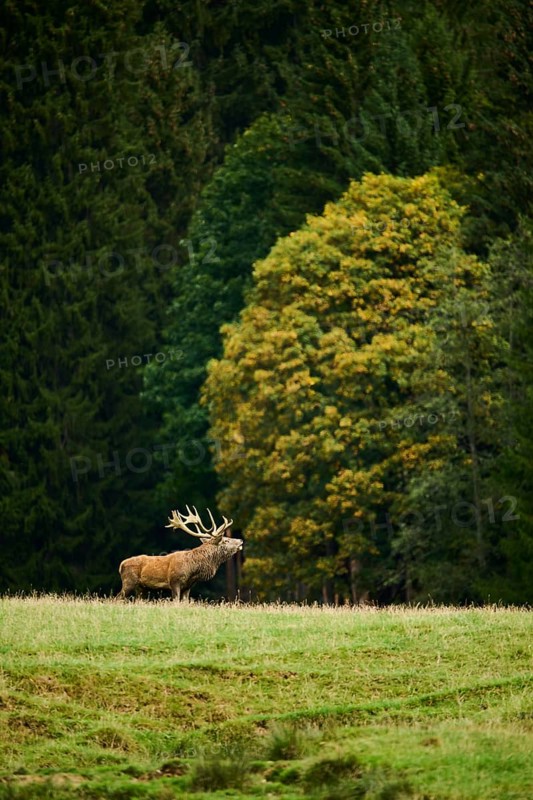 A lone deer standing on a grassy plain with a dense forest in the background, roaring while rutting season, Red deer (Cervus elaphus), Wildpark Aurach, Austria, Europe