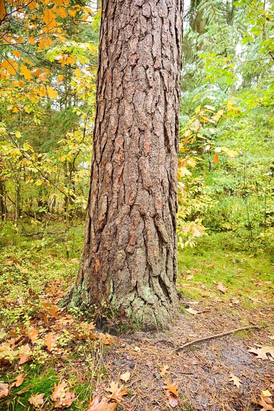 Scots pine (Pinus sylvestris) tree trunk in a colored forest in autumn, Bavaria, Germany, Europe