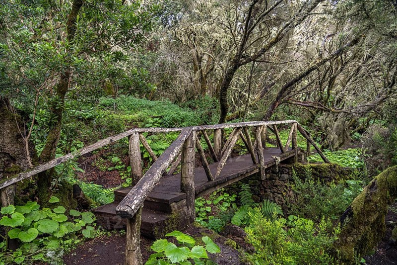 Bridge on the hiking trail in the laurel forest near La Llanía on El Hierro, Canary Islands, Spain, Europe