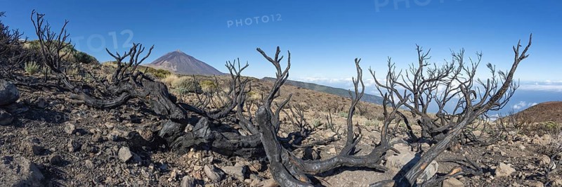 Panorama from the east over the Teide National Park, Parque Nacional del Teide, with burnt Canary Island pines, to Pico del Teide, 3715m, Tenerife, Canary Islands, Spain, Europe