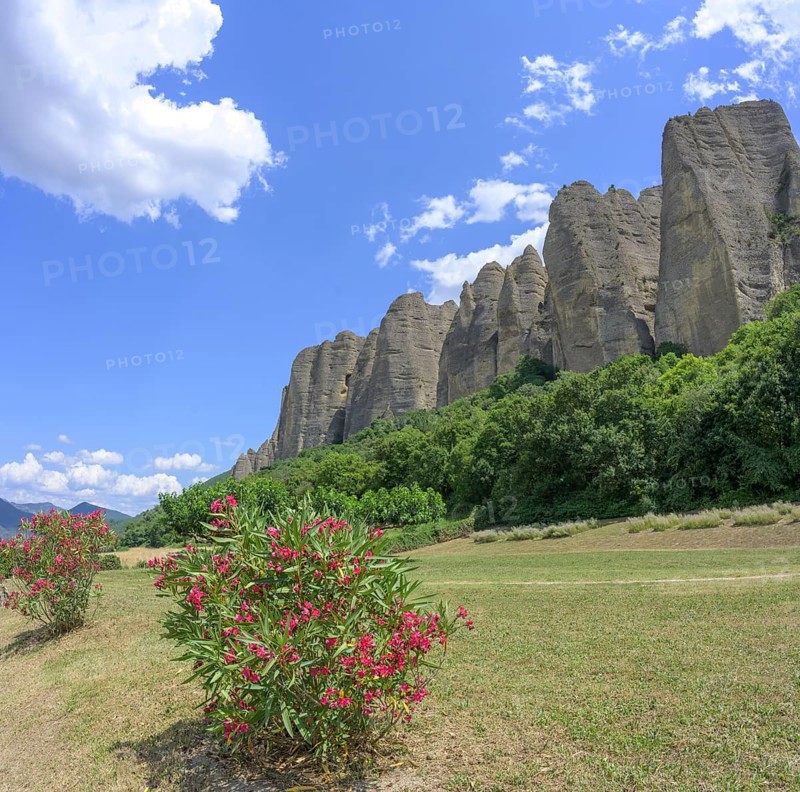 Blooming rhododendron and behind it conglomerate rock Les Pénitents, Les Mées, Alpes-de-Haute-Provence, France, Europe