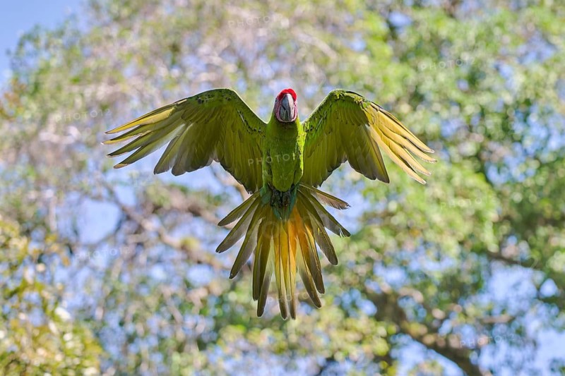 Great green macaw in flight (Ara ambiguus) Costa Rica