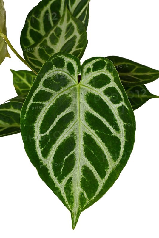 Close up of leaf of exotic 'Silver Blush Anthurium Crystallinum' houseplant with beautiful lace pattern on leaves on white background