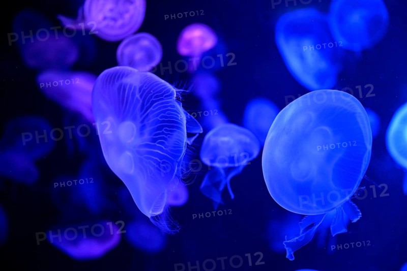 Moon jellyfish (Aurelia aurita) in a tank of the Bang Saen Aquarium, Chonburi Province, Thailand, Asia