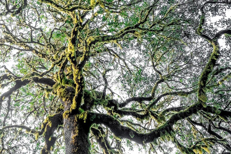 Laurel trees with mosses and lichens, Garajonay National Park, La Gomera, Canary Islands, Spain, Europe