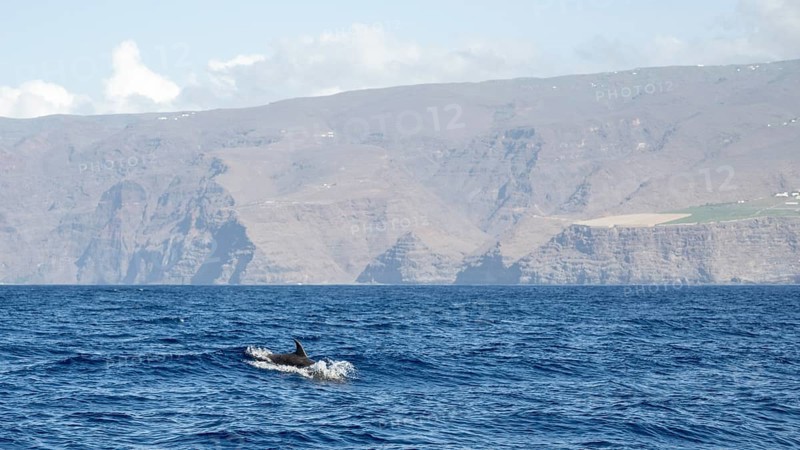 Bottlenose dolphin (Tursiops truncatus), dolphin, off the coast, La Gomera, Canary Islands, Spain, Europe